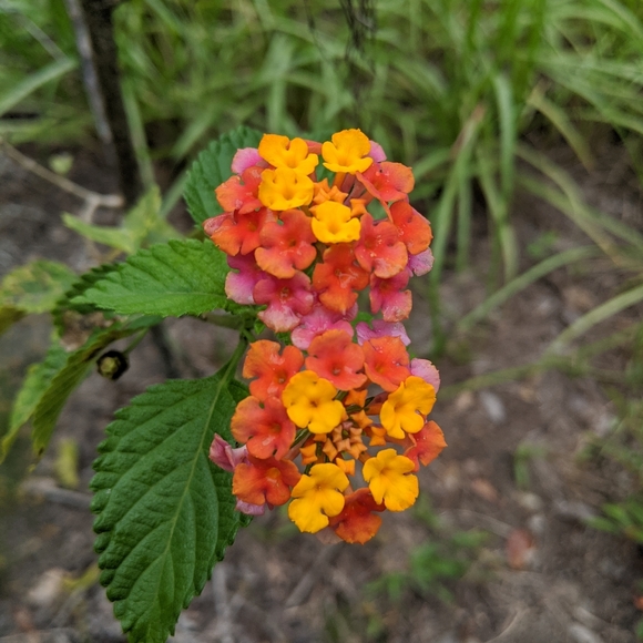 Meet your Posher, Jo - Picture 1 of 2